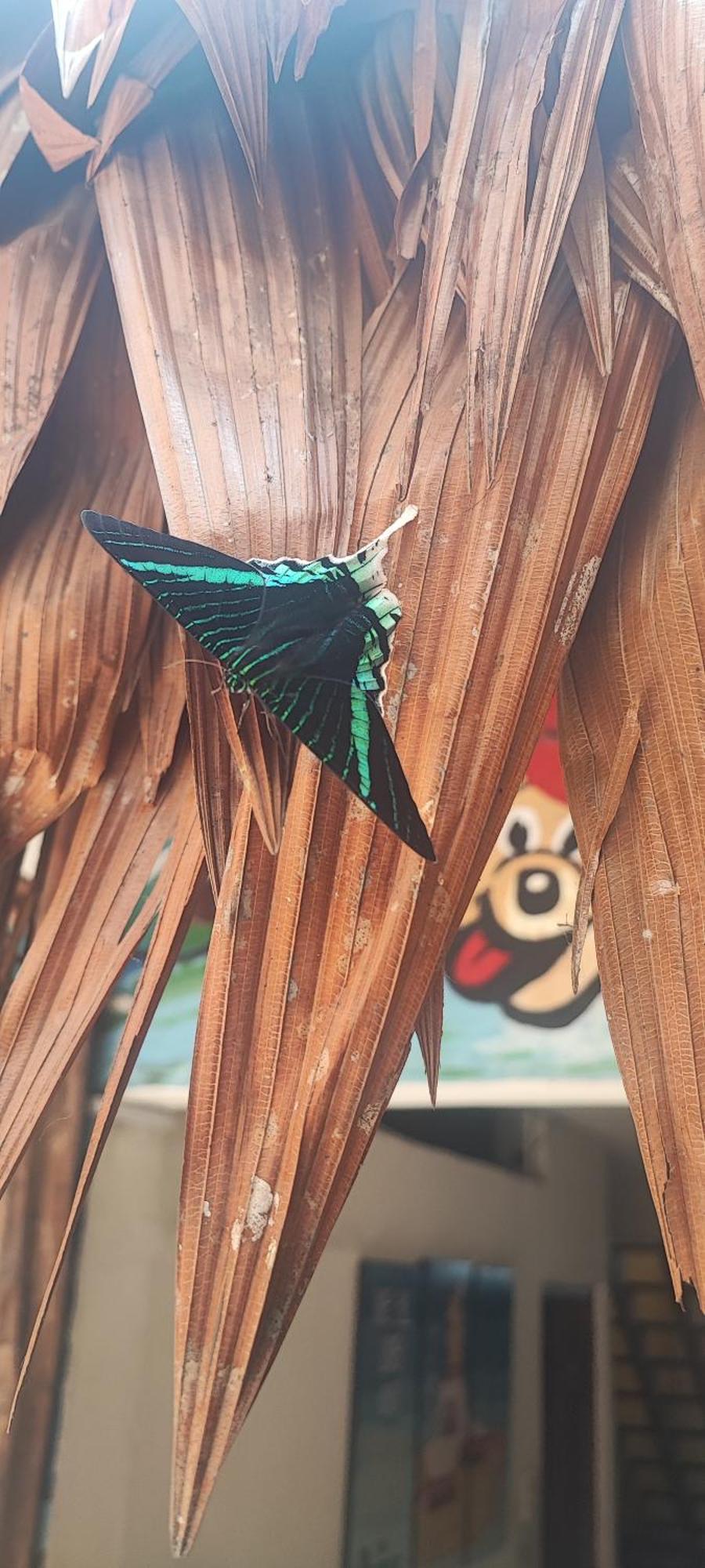 Flying Dog Hostel Iquitos Luaran gambar